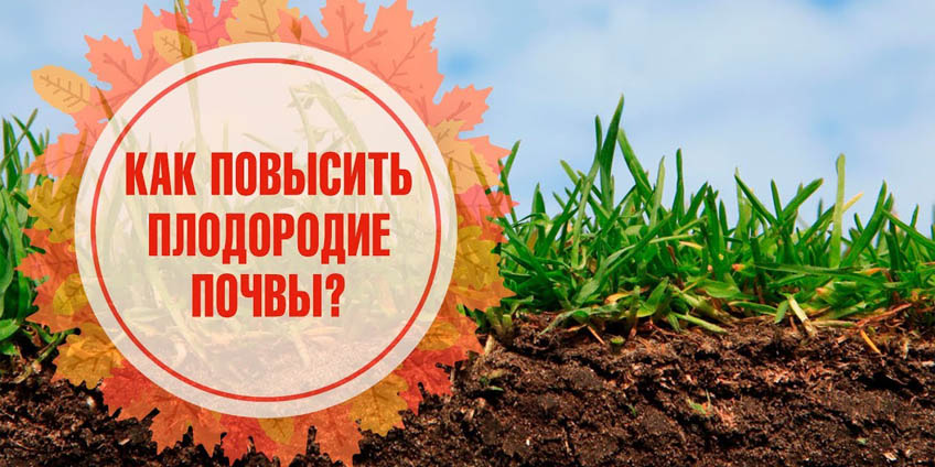 чернозем купить